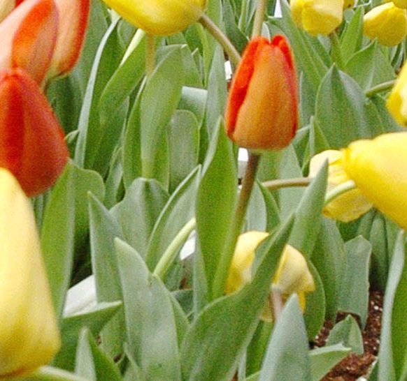 Русия забрани вноса на цветя от Холандия