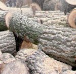 Затвор и глоби дори и за събиране на дърва