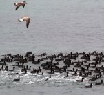Спасяват бедстващи птици в Бургас