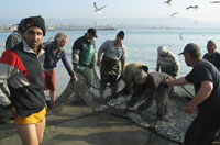 184 акули уловиха край нос Емине
