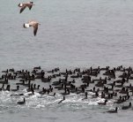 Близо 80 хиляди големи белочели гъски има в бургаските езера
