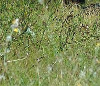 ”По стъпките на Таньо войвода”