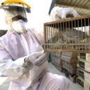 12 700 гъски умъртвени в Унгария заради H5N1