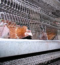 ЕК забрани продажбата на яйца от кокошки в клетки