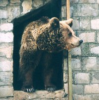 Топлото време събуди мечките в столичния зоопарк