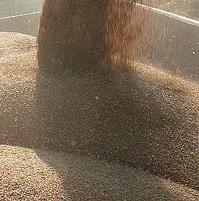 Очаква се Русия да продаде на външните пазари близо 30 милиона тона пшеница