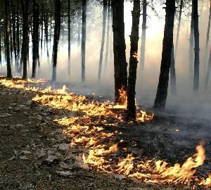 Два дни пожари бушуваха край Копривщица, унищожени 4500 дка