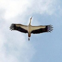 Над 90 на сто от гнездата, разположени върху електрически стълбове, са застрашени в Бургаско
