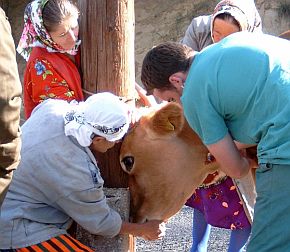 Пазят наши крави от секс с гръцки бикове