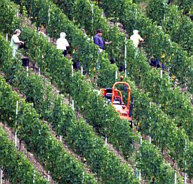 14 наши гроздоберачи арестувани във Франция