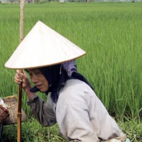 Светът изпитва недостиг на ориз