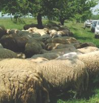 Антракс по овцете в ямболско село