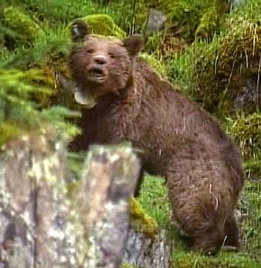 Подобен на този мечок, Митрофан е бил любимец на местните хора