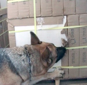 Куче-търсач на наркотици