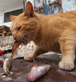 Храниш котки пред блока? 500 лв. глоба