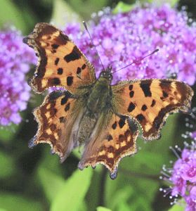 Пеперудите във Великобритания са намалели с 30% заради глобалното затопляне