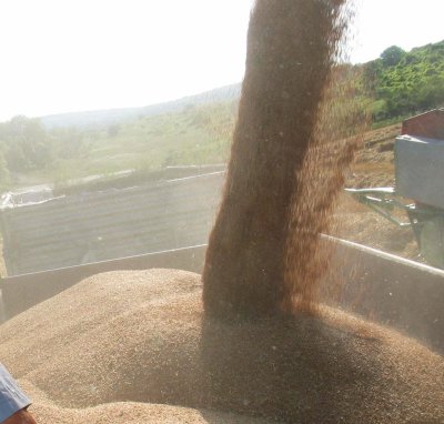 С около 25 на сто по-високи са изкупните цени на пшеницата тази година