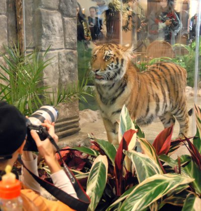Бунт срещу затварянето на тигрицата Шакти в ЦУМ