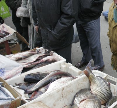 Скъпа риба за Никулден във Варна