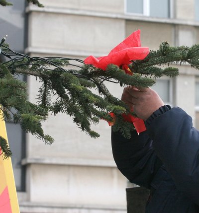 Раздаването на елхи от ГЕРБ-Русе се превърна в традиция