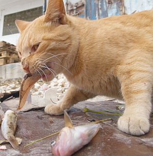 И котките чакат Никулден