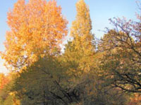 2006 година – най-топлата от столетия на Острова