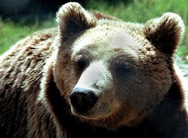 Топлото време развали зимния сън на мечките в Белица