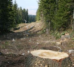 Не останали български фирми да добиват дървесина в Казанлъшко и Родопите