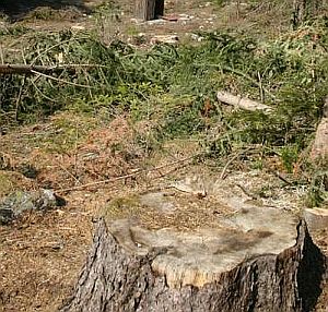 Незаконна сеч в Родопите унищожи вековни дървета