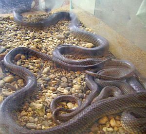 Човешкият мозък най-бързо разпознава змиите