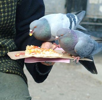 Пълно с фалшиви пици, лазаня, тирамису