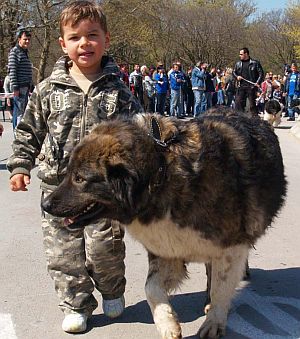 Приехме кучето и котката за член на семейството