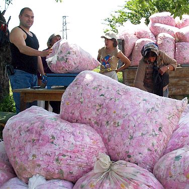 Българското розово масло - защитено географско обозначение