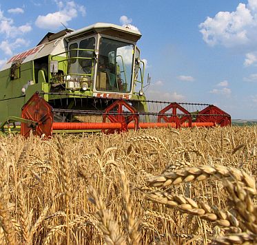 Пшеницата - лошо качество и висока цена