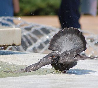 Гълъб се къпе във водата на  Каскадата
