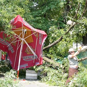 Вятърът събори 40-годишно дърво върху кафене на открито в Шумен