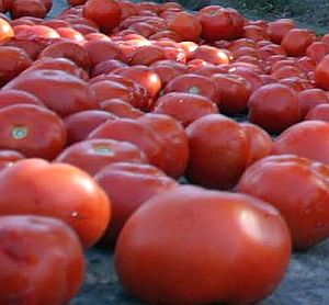 Внасят опасни гръцки домати