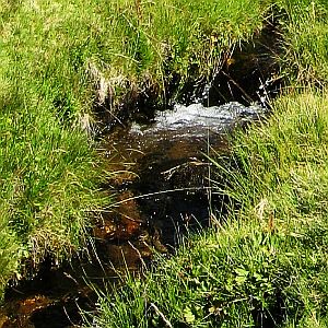 Стадо мъртви диви коне оставиха село без вода