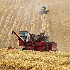 Започна жътвата на ечемик край взривените складове