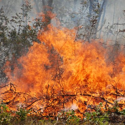 До 500 лв. глоба за запален огън край гората