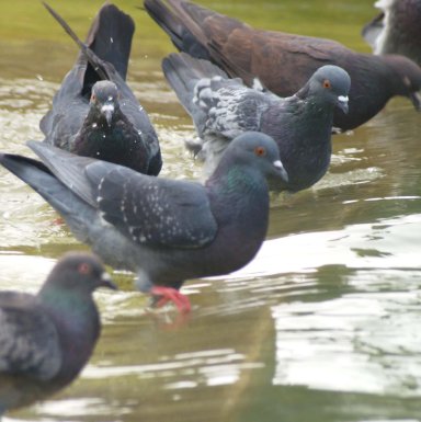 Гълъбите в Барселона - на противозачатъчни