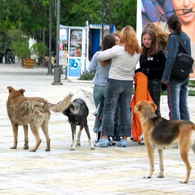 Глутниците кучета из София присъстват в доклада за реалността в столицата