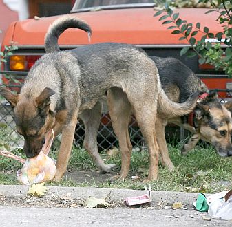 Бездомните кучета понякога получават ”специални грижи”