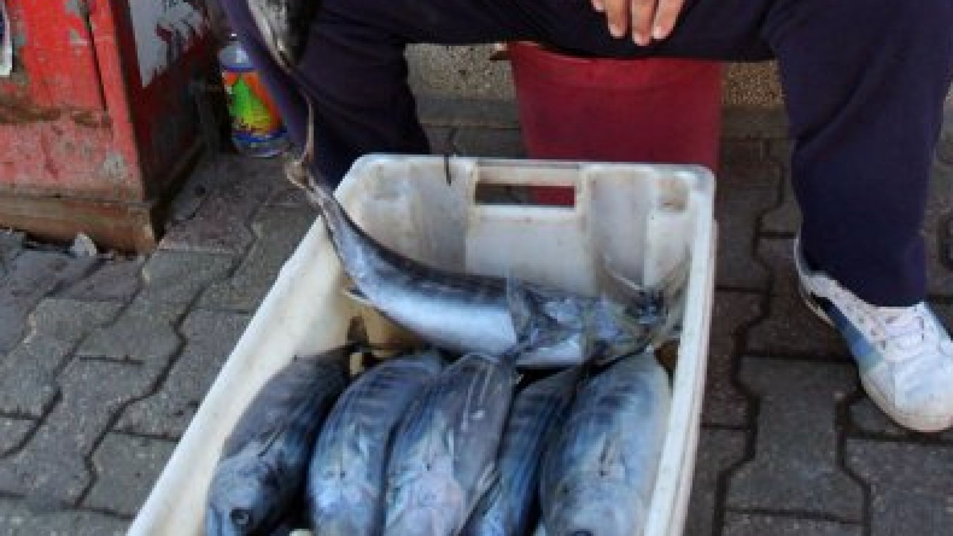 Рибарите около Ахтопол се радват от днес на разсъмване на