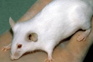 Учени клонираха мишка от капка кръв