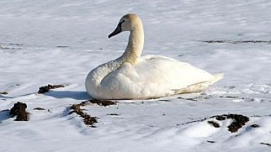 Лебед затрудни за кратко движението на пътя до защитената местност