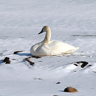 Лебед в снега