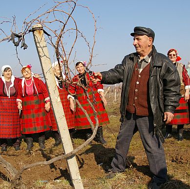 На Свети Трифон се извършва ритуално зарязване на лозята
