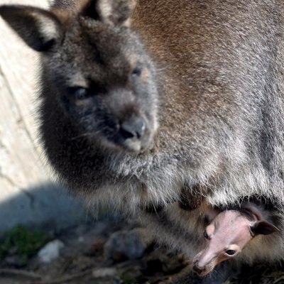 Отровиха с пестициди кенгурата в хасковския зоопарк