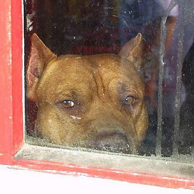 Дания забрани 12 опасни породи кучета